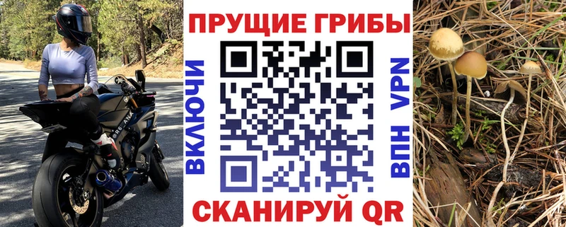 Галлюциногенные грибы Psilocybe  Петров Вал 